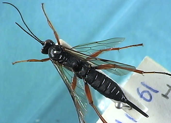 Ichneumonidae 17